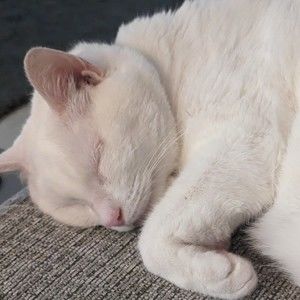 Meet your Posher, Natasha